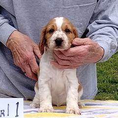 Welsh Springer Spaniel Puppies from Gualtieri's Welsh Springer Spaniels