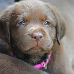 Labrador Retriever Puppies from Cove Labradors