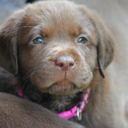Labrador Retriever Puppies from Cove Labradors
