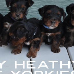 Yorkshire Terriers from Happy Healthy Yorkies