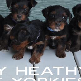 Yorkshire Terriers from Happy Healthy Yorkies