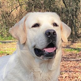 Murphy - Labrador Retriever