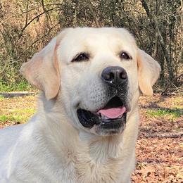Murphy - Labrador Retriever