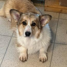 Joy - Pembroke Welsh Corgi