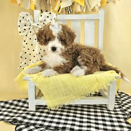 Ginger - Yellow and white female Bernedoodle puppy in Mckinney, Texas from M2 Bernedoodles