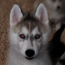 Reba - Siberian Husky