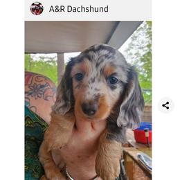 Dachshund Puppies from A&R Dachshund
