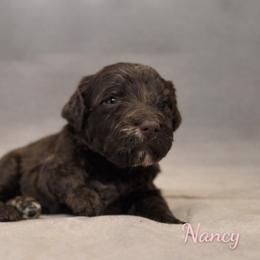 Nancy Wheeler - Chocolate merle female Bernedoodle puppy in Bennett, Colorado from Darling Paws, LLC