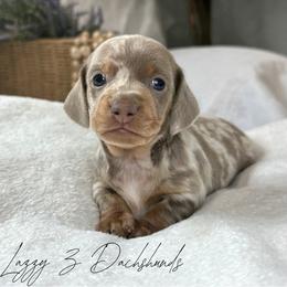 Cooper - Fawn (isabella) and tan male Dachshund puppy in Karnes County, Texas from Lazzy Z Dachshunds