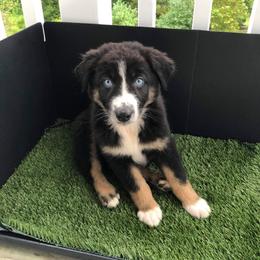 Australian Shepherd Puppies from Southern Boy Blues Aussies