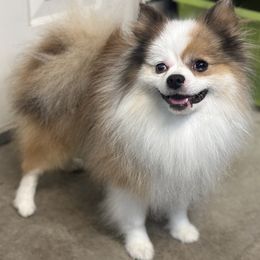 Marvin - Pomeranian