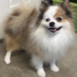 Marvin - Pomeranian