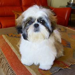 Shih Tzu Puppies from Willow Lane Shih Tzus