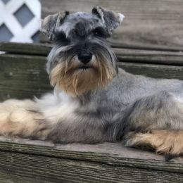 Blair - Miniature Schnauzer