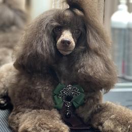 Poodle puppies from Top Shepherd - Snow Angels Bichon Frisé, Maltise, toy Poodles.