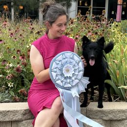 Icelandic Sheepdogs and Mudis from Velaris