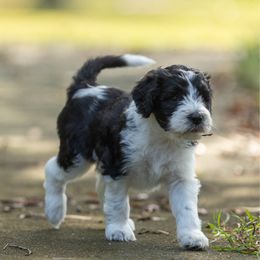 Jordan - Merle female Sheepadoodle puppy in Charleston & Kershaw, South Carolina from Atlas Harrold-Moore Sheepadoodles, LLC   (AHMS)
