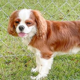 Cavapoos from Southeast cavapoos