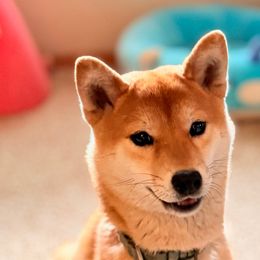 Byakko - Shiba Inu