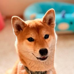 Byakko - Shiba Inu
