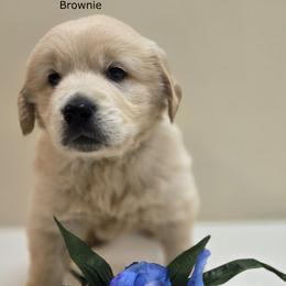 Boy 1 - Light golden male Golden Retriever puppy in Milford, Michigan from Servant Kennel