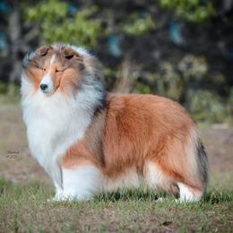 Shetland Sheepdog All Grown Up from Millennium Shelties
