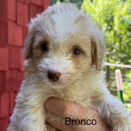 Bronco - Yellow and white male Bernedoodle puppy in Campbellsville, Kentucky from Blue Belle Hills Bernedoodles
