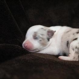 Miniature Australian Shepherd Puppies from Rolling Oaks Farm