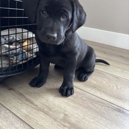 Labrador Retriever Puppies from Front Range Labradors LLC