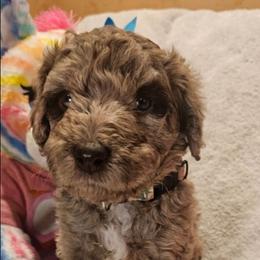 Biscotti - Merle female Labradoodle puppy in Ocean Breeze, Florida from 7 Puppies