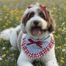 Greta - Assorted Doodle Crosses