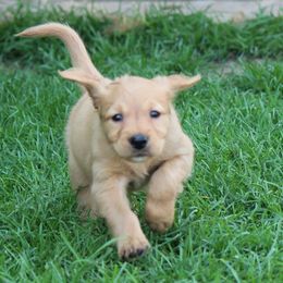 Golden Retriever Puppies from Saturday Night Golden Retrievers