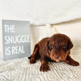 Boots - Chocolate male Labradoodle puppy in Elizabeth City, North Carolina from Howdy Doodles