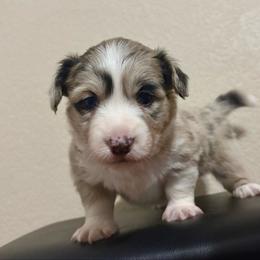 Miracle - Brindle merle and white male American Corgi puppy in Temple, Texas from Silver Moon Cardigan and American Corgis
