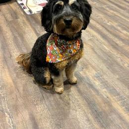 Aussiedoodle and Bernedoodle Puppies from Steindoodles