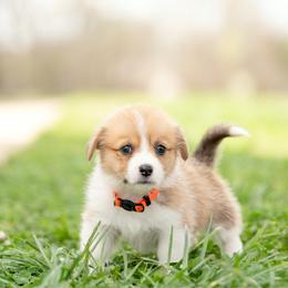 Orange Collar - Kansas - Sable female Pembroke Welsh Corgi puppy in Waverly Hall, Georgia from 6g Ranch Corgis