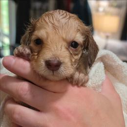 Cream Girl - Cream female Dachshund puppy in Woodland, Washington from SJs Dachshunds