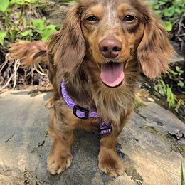 REBA - AKC BREEDING FEMALE - Dapple female Dachshund puppy in Albany, New York from Out in the BoonDachs