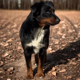 Skeeter - Miniature Australian Shepherd