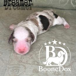 Dreamer - Dapple male Dachshund puppy in Lexington, Oklahoma from BooneDox Miniature Dachshunds