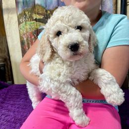 Cheeky - Cream male Labradoodle puppy in Craig, Nebraska from Top Knot Companions Poodles and Labradoodles
