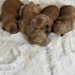 Goldendoodle puppies from Farm Fresh Doodles