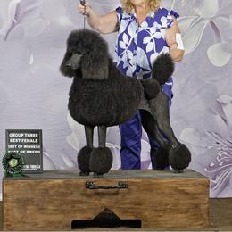 Kya - Poodle