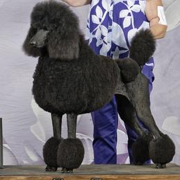 Kya - Poodle