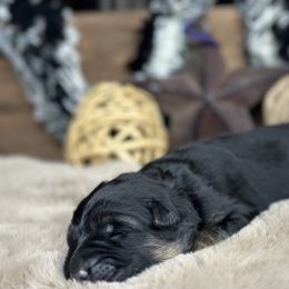 Xiva - Purple - Black and red female German Shepherd puppy in Iola, Wisconsin from DeFelice's German Shepherds