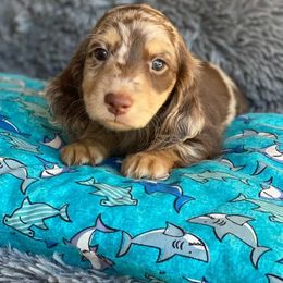 Dachshund Puppies from ForeversEdge Doxies