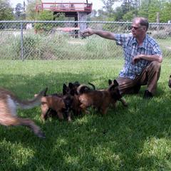 Belgian Laekenois Puppies from Chiens de Rafale