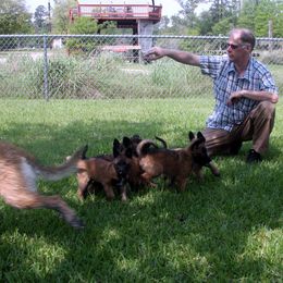 Belgian Laekenois Puppies from Chiens de Rafale