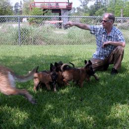 Belgian Laekenois Puppies from Chiens de Rafale