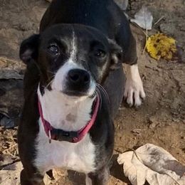 Lyric - Teddy Roosevelt Terrier